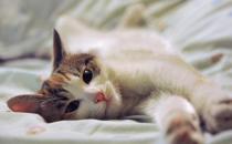 如何照顾好怀孕的猫咪