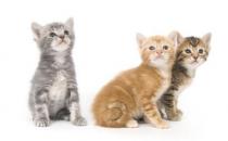 如何帮猫咪接生需要注意哪些问题