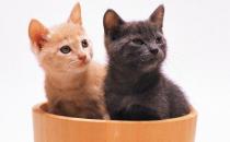 喂养宠物猫需要注意的四大误区