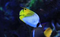 主人如何处理鱼儿拒食问题