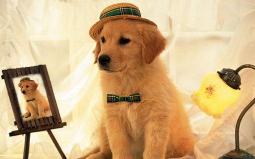 补气血的食物有哪些?山药补益肺肾