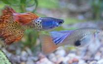 如何减少水族箱中的寄生虫