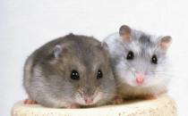 冬天仓鼠便秘应该如何处理