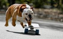 斗牛犬牙齿应该如何护理？