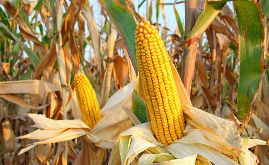 玉米怎么挑选?老玉米适合减肥