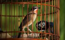 笼养鸟应注意哪些洗浴方法