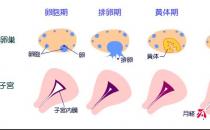 女人再不管好大姨妈 将导致妇科重症疾病