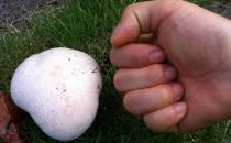 教你毒蘑菇的五种鉴别方法