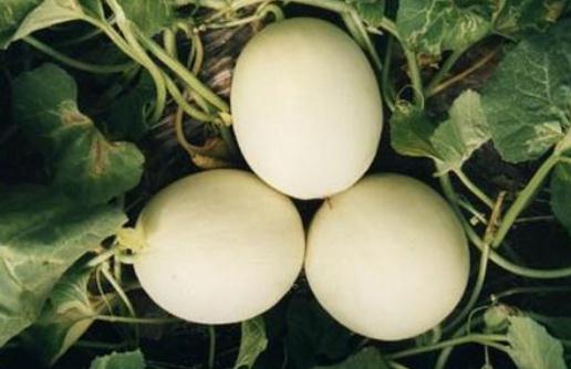 什么瓜类是孕妇可以吃的？