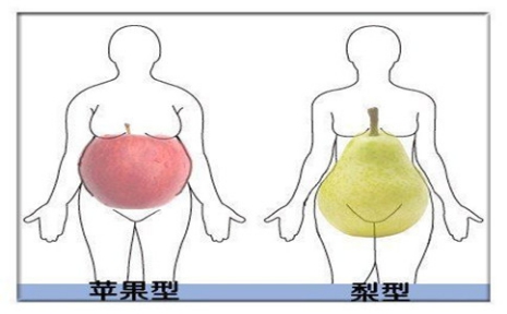 苹果型身材