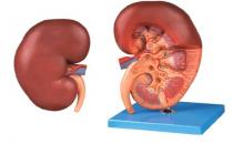 提示！肾不好易中风