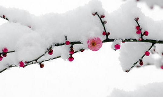 已经立冬了，祝你冬天快乐