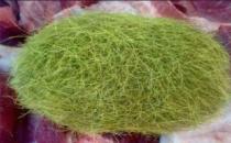 母猪肚中掏出620克价值600万“怪蛋” 