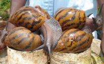 非洲巨大蜗牛，危险指数爆表