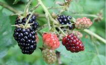 黑莓的7大功效及营养价值