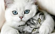 为什么猫没成为十二生肖之一