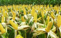 怎么挑选出好吃的玉米 玉米保存比较好