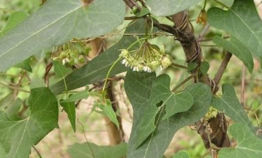 如何防辐射？白领人士防辐射食物