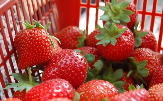 吃什么食物养生?白菜止咳化痰