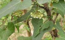 如何防辐射？白领人士防辐射食物