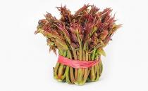 留住春天的味道 怎样保存香椿芽