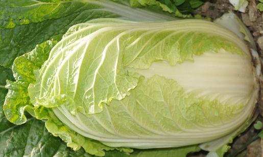 大白菜有什么食疗功效?大白菜不宜水浸泡后食用