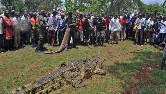 乌干达怀孕女子被鳄鱼吃掉，丈夫倾家荡复仇