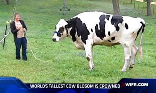 世界最高奶牛1.9米，打破吉尼斯世界纪录