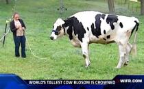 ​世界最高奶牛1.9米，打破吉尼斯世界纪录