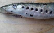 ​僵尸鱼现英国河道，学名七鳃鳗