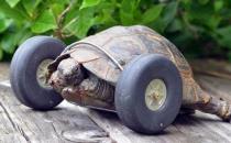 ​给90岁的乌龟装上一对轮子，让他跑起来？