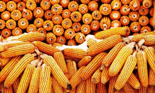 吃玉米也可以减肥 玉米减肥食谱有哪些?