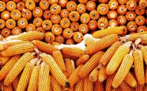 吃玉米也可以减肥 玉米减肥食谱有哪些？