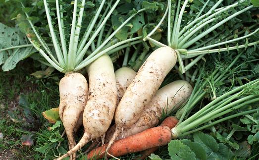 脾虚吃什么蔬菜好?脾虚吃什么杂粮好?