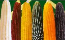 冬季调理肠胃的食物