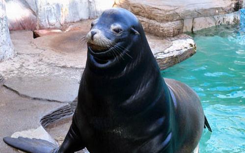 日本海狮居然会微笑，丑萌形象惹人围观