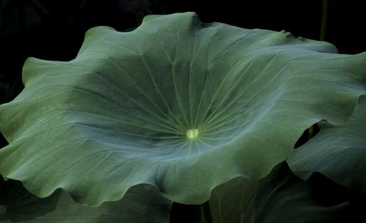 干荷叶泡水喝能减肥 ?