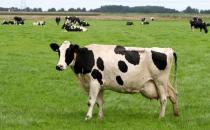 牛初乳有什么作用？吃牛初乳有什么好处？