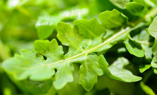 荠菜的营养价值高 荠菜的做法有哪些?