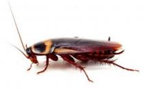 灭蟑螂的方法-蟑螂的危害