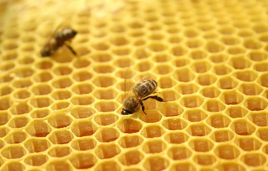 蜂胶有什么功效?女人怎么吃蜂胶美容
