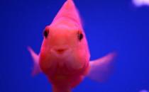 鹦鹉鱼怎么养？鹦鹉鱼常见病有哪些？