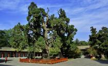 黄帝手植柏的历史传说故事