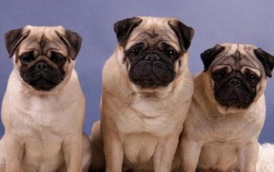 八哥犬多少钱一条？八哥犬如何喂养 动物百科