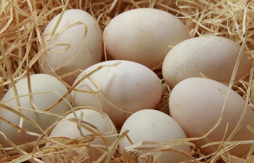 女人肾虚吃什么食物好?