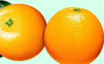 柑橘类水果有哪些 橙子降脂效果好