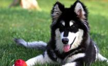 阿拉斯加犬多少钱一只？