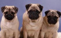 八哥犬多少钱一条？八哥犬如何喂养