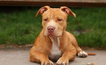 比特犬多少钱一只？比特犬是什么狗？