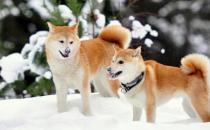 柴犬多少钱一只？柴犬如何喂养？